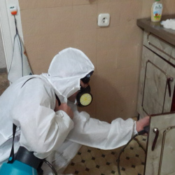 Дезинфекция от муравьев в квартире в Звёздном городке